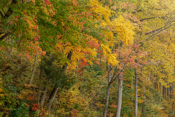Autumn;Blossom;Blossoms;Botanical;Branches;Calm;Concepts;Cool Colors;Cool Palette;Cool Tones;Fall;Floweret;Flowering;Flowers;Flowers & Plants;Forest;Forested;Gold;Great Smoky;Great Smoky Mountains National Park;Green;Greens;Healing;Health care;Healthcare;Leaf;Leaves;Looking up;Minimalism;Nature;Oneness;Pastoral;Plant;Sunlight;Sunshine;Tennessee;Timber;Timberland;Tree;United States;Wood;Woodland;Woods;Yellow;bloom;color;flora;floral;flower;foliage;landscape;limbs;peaceful;plants;restful;serene;sky;soothing;sunlit;tranquil;tree;tree limbs;trees;trunk