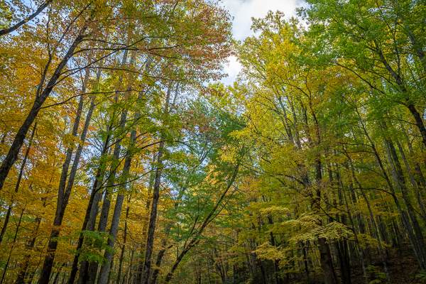Autumn;Blossom;Blossoms;Botanical;Branches;Calm;Concepts;Cool Colors;Cool Palette;Cool Tones;Fall;Floweret;Flowering;Flowers;Flowers & Plants;Forest;Forested;Gold;Great Smoky;Great Smoky Mountains National Park;Green;Greens;Healing;Health care;Healthcare;Leaf;Leaves;Looking up;Minimalism;Nature;Oneness;Pastoral;Plant;Sunlight;Sunshine;Tennessee;Timber;Timberland;Tree;United States;Wood;Woodland;Woods;Yellow;bloom;color;flora;floral;flower;foliage;landscape;limbs;peaceful;plants;restful;serene;sky;soothing;sunlit;tranquil;tree;tree limbs;trees;trunk