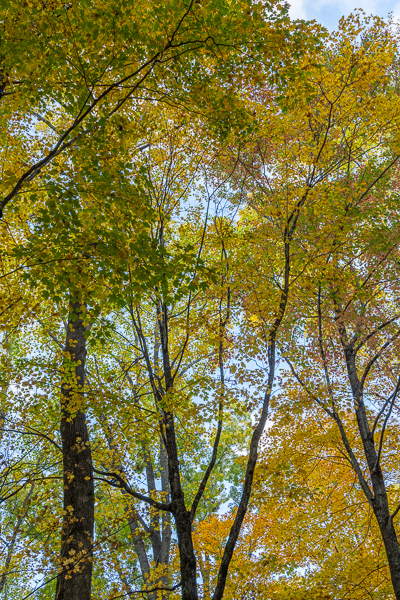Autumn;Blossom;Blossoms;Blue;Branches;Calm;Concepts;Cool Colors;Cool Palette;Cool Tones;Fall;Floweret;Flowering;Flowers;Flowers & Plants;Forest;Gold;Great Smoky;Great Smoky Mountains National Park;Green;Greens;Healing;Health care;Healthcare;Leaves;Looking up;Minimalism;Nature;Oneness;Pastoral;Sunlight;Sunshine;Tennessee;Timber;Timberland;Tree;United States;Wood;Woodland;Woods;Yellow;bloom;color;flora;floral;flower;landscape;limbs;peaceful;plants;restful;serene;sky;soothing;sunlit;tranquil;tree;tree limbs;trees;trunk