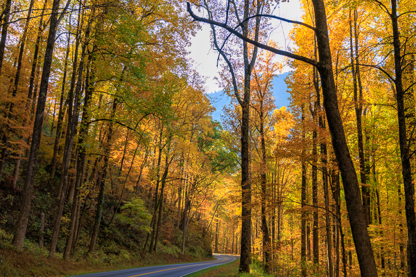 Autumn;Blossom;Blossoms;Branches;Calm;Concepts;Cool Colors;Cool Palette;Cool Tones;Fall;Floweret;Flowering;Flowers;Flowers & Plants;Forest;Gold;Great Smoky;Great Smoky Mountains National Park;Green;Greens;Healing;Health care;Healthcare;Highway;Leaves;Minimalism;Mountain;Mountain Side;Nature;Oneness;Pastoral;Path;Roadway;Sunlight;Sunshine;Tennessee;Timber;Timberland;Tree;United States;Wood;Woodland;Woods;Yellow;bloom;color;flora;floral;flower;landscape;limbs;peaceful;plants;restful;road;serene;soothing;sunlit;tranquil;tree;tree limbs;trees;trunk;zen