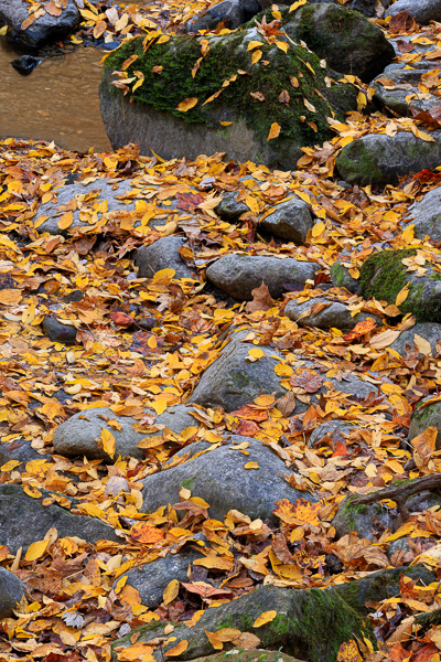 Autumn;Boulder;Boulders;Brown;Calm;Concepts;Cool Colors;Cool Palette;Cool Tones;Fall;Fallen;Fallen Leaves;Gold;Great Smoky;Great Smoky Mountains National Park;Green;Greens;Healing;Health care;Healthcare;Leaf;Leaves;Minimalism;Mirror;Moss;Mountain;Nature;Oneness;Pastoral;Personal;Pool;Ripple;River;Rock;Rock formations;Rocks;Rocky;Stone;Stones;Stream;Stream Bank;Sunlight;Sunshine;Tan;Tennessee;United States;Wabi Sabi;Water;Waterscape;Yellow;color;foliage;landscape;peaceful;plants;reflection;reflections;restful;serene;soothing;tranquil;zen
