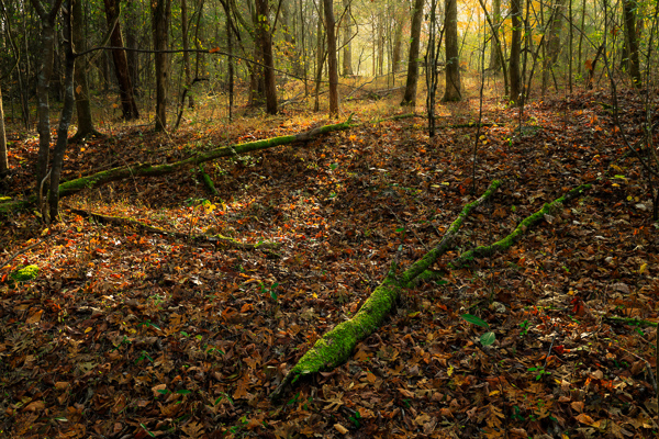 Autumn;Branches;Brown;Calm;Concepts;Cool Colors;Cool Palette;Cool Tones;Fall;Fallen;Fallen Leaves;Fog;Forest;Forested;Gold;Green;Greens;Healing;Health care;Healthcare;Henry Horton;Henry Horton State Park;Leaf;Leaves;Mist;Moss;Nature;Oneness;Pastoral;State Park;Sunlight;Sunshine;Tan;Tennessee;Timber;Timberland;Tree;United States;Wabi Sabi;Wood;Woodland;Woods;Yellow;bark;color;foggy;foliage;haze;landscape;limbs;log;logs;mist;misty;peaceful;plants;restful;serene;soothing;sunlit;tranquil;tree;tree limbs;trees;trunk;zen