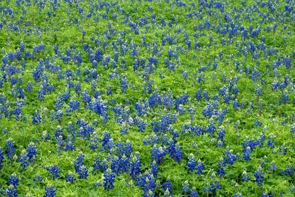 Bloom;Blossom;Blossoms;Blue;Calm;Concepts;Cool Colors;Cool Palette;Cool Tones;Flora;Flower;Floweret;Flowering;Flowers;Flowers & Plants;Green;Greens;Habitat;Healing;Health care;Healthcare;Lupinus texensis;Meadow;Nature;Oneness;Pastoral;Petal;Texas;Texas Bluebonnet;United States;Wildflower;bloom;color;field;flora;floral;flower;landscape;pasture;peaceful;plants;restful;serene;soothing;tranquil;zen