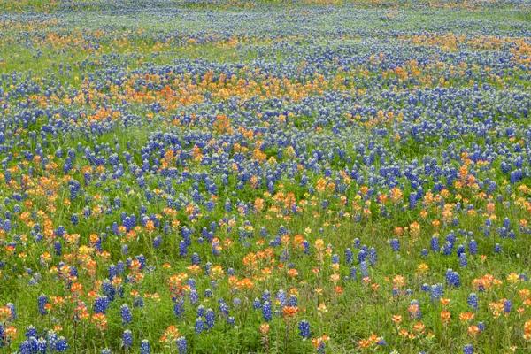 Blossom;Blossoms;Blue;Calm;Concepts;Cool Colors;Cool Palette;Cool Tones;Floral;Floweret;Flowering;Flowers;Flowers & Plants;Green;Greens;Healing;Health care;Healthcare;Indian Paintbrush;Lupinus texensis;Minimalism;Nature;Oneness;Pastoral;Seasons;Spring;Springtime;Sunlight;Texas;Texas Bluebonnet;United States;bloom;color;field;flora;floral;flower;landscape;pasture;peaceful;plants;restful;serene;soothing;sunlit;tranquil