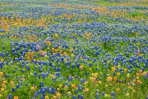 Blossom;Blossoms;Blue;Calm;Concepts;Cool Colors;Cool Palette;Cool Tones;Floral;Floweret;Flowering;Flowers;Flowers & Plants;Green;Greens;Healing;Health care;Healthcare;Indian Paintbrush;Lupinus texensis;Minimalism;Nature;Oneness;Pastoral;Seasons;Spring;Springtime;Sunlight;Texas;Texas Bluebonnet;United States;bloom;color;field;flora;floral;flower;landscape;pasture;peaceful;plants;restful;serene;soothing;sunlit;tranquil