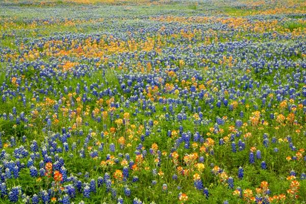 Blossom;Blossoms;Blue;Calm;Concepts;Cool Colors;Cool Palette;Cool Tones;Floral;Floweret;Flowering;Flowers;Flowers & Plants;Green;Greens;Healing;Health care;Healthcare;Indian Paintbrush;Lupinus texensis;Minimalism;Nature;Oneness;Pastoral;Seasons;Spring;Springtime;Sunlight;Texas;Texas Bluebonnet;United States;bloom;color;field;flora;floral;flower;landscape;pasture;peaceful;plants;restful;serene;soothing;sunlit;tranquil