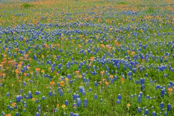 Blossom;Blossoms;Blue;Calm;Concepts;Cool Colors;Cool Palette;Cool Tones;Floral;Floweret;Flowering;Flowers;Flowers & Plants;Green;Greens;Healing;Health care;Healthcare;Indian Paintbrush;Lupinus texensis;Minimalism;Nature;Oneness;Pastoral;Seasons;Spring;Springtime;Sunlight;Texas;Texas Bluebonnet;United States;bloom;color;field;flora;floral;flower;landscape;pasture;peaceful;plants;restful;serene;soothing;sunlit;tranquil