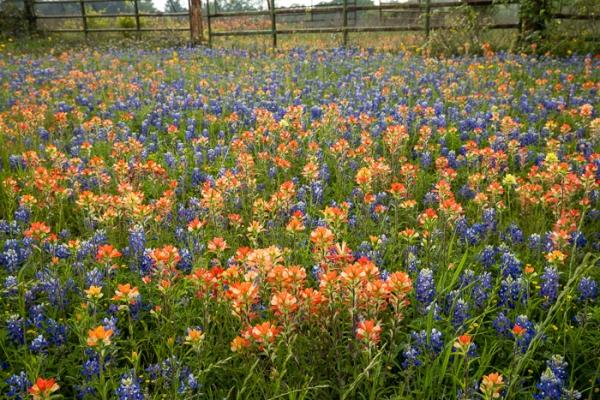 Bloom;Blossom;Blossoms;Blue;Brown;Calm;Concepts;Cool Colors;Cool Palette;Cool Tones;Flora;Floral;Flower;Floweret;Flowering;Flowers;Flowers & Plants;Green;Greens;Healing;Health care;Healthcare;Indian Paintbrush;Lupinus texensis;Nature;Oneness;Pastoral;Pink;Seasons;Spring;Springtime;Sunlight;Sunshine;Texas;Texas Bluebonnet;United States;Wildflower;bloom;color;fence;field;flora;floral;flower;landscape;pasture;peaceful;plants;restful;serene;soothing;sunlit;tranquil;zen