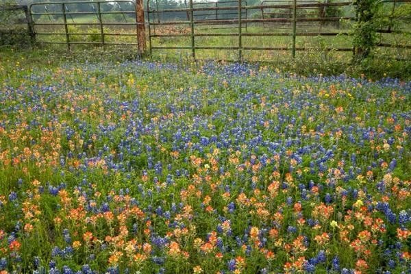 Bloom;Blossom;Blossoms;Blue;Brown;Calm;Concepts;Cool Colors;Cool Palette;Cool Tones;Flora;Floral;Flower;Floweret;Flowering;Flowers;Flowers & Plants;Green;Greens;Healing;Health care;Healthcare;Indian Paintbrush;Lupinus texensis;Nature;Oneness;Pastoral;Pink;Seasons;Spring;Springtime;Sunlight;Sunshine;Texas;Texas Bluebonnet;United States;Wildflower;bloom;color;fence;field;flora;floral;flower;landscape;pasture;peaceful;plants;restful;serene;soothing;sunlit;tranquil;zen