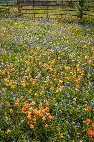 Bloom;Blossom;Blossoms;Blue;Brown;Calm;Concepts;Cool Colors;Cool Palette;Cool Tones;Flora;Floral;Flower;Floweret;Flowering;Flowers;Flowers & Plants;Green;Greens;Healing;Health care;Healthcare;Indian Paintbrush;Lupinus texensis;Nature;Oneness;Pastoral;Pink;Seasons;Spring;Springtime;Sunlight;Sunshine;Texas;Texas Bluebonnet;United States;Wildflower;bloom;color;fence;field;flora;floral;flower;landscape;pasture;peaceful;plants;restful;serene;soothing;sunlit;tranquil;zen