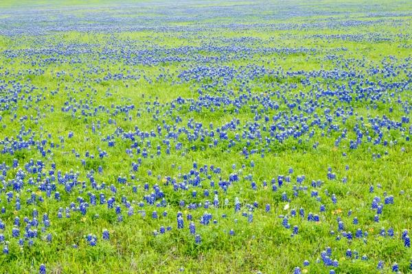 Blossom;Blossoms;Calm;Floweret;Flowering;Flowers;Healing;Health care;Healthcare;Lupinus texensis;Texas;Texas Bluebonnet;United States;bloom;flora;floral;flower;peaceful;plants;restful;serene;soothing;tranquil