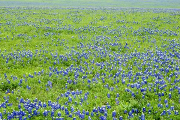 Blossom;Blossoms;Calm;Floweret;Flowering;Flowers;Healing;Health care;Healthcare;Lupinus texensis;Texas;Texas Bluebonnet;United States;bloom;flora;floral;flower;peaceful;plants;restful;serene;soothing;tranquil