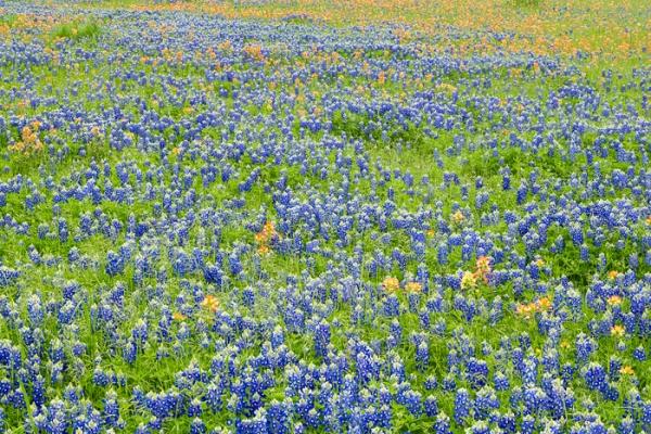 Blossom;Blossoms;Blue;Calm;Concepts;Cool Colors;Cool Palette;Cool Tones;Floral;Floweret;Flowering;Flowers;Flowers & Plants;Green;Greens;Healing;Health care;Healthcare;Indian Paintbrush;Lupinus texensis;Minimalism;Nature;Oneness;Pastoral;Seasons;Spring;Springtime;Sunlight;Texas;Texas Bluebonnet;United States;bloom;color;field;flora;floral;flower;landscape;pasture;peaceful;plants;restful;serene;soothing;sunlit;tranquil