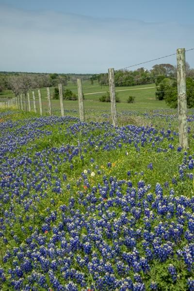 Bloom;Blossom;Blossoms;Blue;Calm;Cloud;Cloud Formation;Clouds;Concepts;Cool Colors;Cool Palette;Cool Tones;Flora;Flower;Floweret;Flowering;Flowers;Green;Greens;Healing;Health care;Healthcare;Lupinus texensis;Minimalism;Nature;Oneness;Pastoral;Seasons;Spring;Springtime;Sunlight;Texas;Texas Bluebonnet;United States;Wildflower;bloom;color;fence;flora;floral;flower;peaceful;plants;restful;serene;sky;soothing;sunlit;tranquil