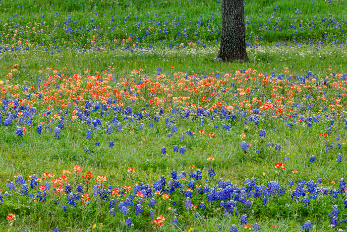 Bloom;Blossom;Blossoms;Blue;Botanical;Botanicals;Brown;Close-up;Concepts;Cool Colors;Cool Palette;Cool Tones;Flora;Flower;Floweret;Flowering;Flowers;Flowers & Plants;Green;Greens;Indian Paintbrush;Leaves;Lupinus texensis;Minimalism;Nature;Oneness;Pastoral;Petal;Plant;Seasons;Springtime;Texas;Texas Bluebonnet;Tree;United States;Wildflower;bark;biophilic design;biophilic interior design;bloom;color;flora;floral;flower;grass;landscape;peaceful;plants;spring;tree;trees;trunk;zen