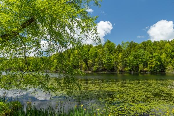 Bays Mountain Park;Bloom;Blossom;Blossoms;Blue;Branches;Brown;Calm;Cloud;Cloud Formation;Clouds;Concepts;Cool Colors;Cool Palette;Cool Tones;Flora;Flower;Floweret;Flowering;Flowers;Flowers & Plants;Green;Greens;Healing;Health care;Healthcare;Leaves;Mirror;Nature;Oneness;Pastoral;Personal;Petal;Pool;Seasons;Spring;Springtime;Sunlight;Sunshine;Tennessee;Tree;United States;Water;Waterscape;Watershield;Wildflower;Yellow;bloom;color;flora;floral;flower;lake;landscape;limbs;peaceful;plants;pond;reflection;reflections;restful;serene;sky;soothing;sunlit;tranquil;tree;tree limbs;tree trunk;trees;trunk;zen