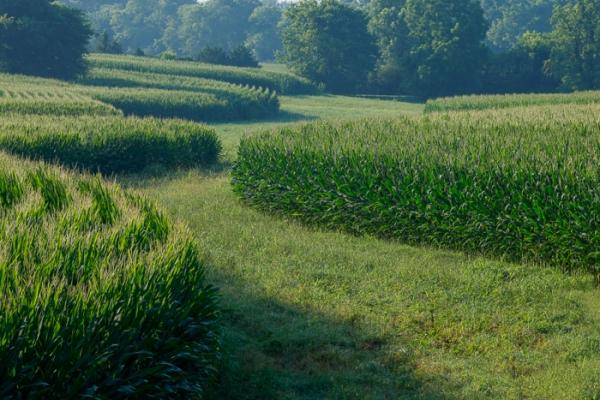 Abstract;Abstraction;Agricultural;Calm;Concepts;Cool Colors;Cool Palette;Cool Tones;Corn;Farm;Green;Greens;Healing;Health care;Healthcare;Line;Nature;Oneness;Pastoral;Shape;Sunlight;Sunshine;color;dawn;daybreak;field;landscape;morn;morning;pattern;peaceful;restful;serene;soothing;sunlit;sunrise;sunup;texture;tranquil