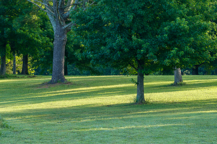 Biophilic;Branches;Brown;Calm;Concepts;Cool Colors;Cool Palette;Cool Tones;Design;Forest;Green;Greens;Healing;Health care;Healthcare;Leaf;Leaves;Minimalism;Nature;Oneness;Pastoral;Sunlight;Sunshine;Timber;Timberland;Tree;Wood;Woodland;Woods;color;field;foliage;grass;landscape;limbs;peaceful;plants;restful;serene;soothing;sunlit;tranquil;tree;tree limbs;trees;trunk