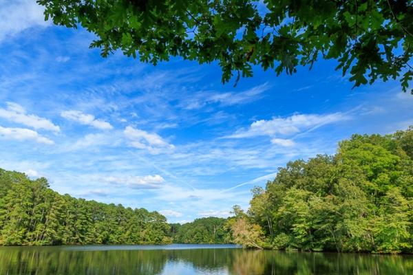 Biophilic;Blossom;Blossoms;Blue;Calm;Concepts;Cool Colors;Cool Palette;Cool Tones;Floweret;Flowering;Flowers;Flowers & Plants;Forest;Forested;Green;Greens;Healing;Health care;Healthcare;Leaf;Leaves;Minimalism;Mirror;Natchez Trace State Park;Oneness;Pastoral;Pinoak Lake;Ripple;State Park;Sunlight;Sunshine;Tennessee;Timber;Timberland;United States;Water;Waterscape;Wood;Woodland;Woods;Yellow;biophilic design;biophilic interior design;bloom;color;flora;floral;flower;foliage;lake;landscape;peaceful;plants;reflection;reflections;restful;serene;soothing;sunlit;tranquil;trees