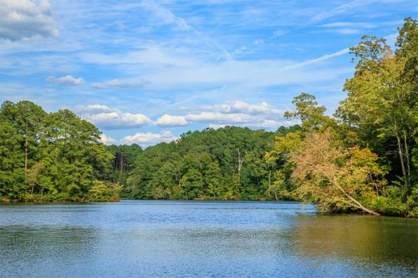 Biophilic;Blossom;Blossoms;Blue;Calm;Concepts;Cool Colors;Cool Palette;Cool Tones;Floweret;Flowering;Flowers;Flowers & Plants;Forest;Forested;Green;Greens;Healing;Health care;Healthcare;Leaf;Leaves;Minimalism;Mirror;Natchez Trace State Park;Oneness;Pastoral;Pinoak Lake;Ripple;State Park;Sunlight;Sunshine;Tennessee;Timber;Timberland;United States;Water;Waterscape;Wood;Woodland;Woods;Yellow;biophilic design;biophilic interior design;bloom;color;flora;floral;flower;foliage;lake;landscape;peaceful;plants;reflection;reflections;restful;serene;soothing;sunlit;tranquil;trees