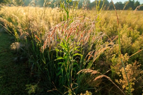 Biophilic;Blossom;Blossoms;Botanical;Botanicals;Break of Day;Calm;Concepts;Cool Colors;Cool Palette;Cool Tones;Dew;Droplets;Drops;Floweret;Flowering;Flowers;Flowers & Plants;Gold;Green;Greens;Habitat;Healing;Health care;Healthcare;Henry Horton;Henry Horton State Park;Meadow;Minimalism;Nature;Oneness;Pastoral;Plant;Seed Head;State Park;Sun-up;Sunlight;Sunshine;Tan;Tennessee;United States;Water Drops;Yellow;biophilic design;biophilic interior design;bloom;color;dawn;dawn';daybreak;dew drops;dewdrop;dewy;drop;flora;floral;flower;foliage;grass;landscape;morn;morning;peaceful;plants;restful;serene;soothing;sunlit;sunrise;sunup;tranquil;zen