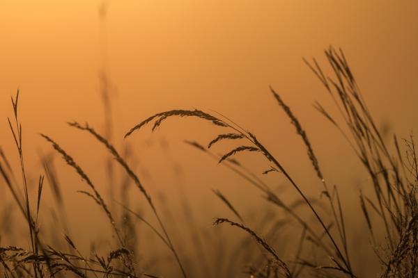 Biophilic;Blossom;Blossoms;Botanical;Botanicals;Break of Day;Calm;Concepts;Dew;Droplets;Drops;Eagle Marsh;Floweret;Flowering;Flowers;Flowers & Plants;Gold;Healing;Health care;Healthcare;Henry Horton;Henry Horton State Park;Indiana;Macro;Minimalism;Nature;Oneness;Pastoral;Plant;Seed Head;State Park;Sun-up;Sunlight;Sunshine;Tan;Tennessee;United States;Water;Water Drops;Yellow;arching;biophilic design;biophilic interior design;bloom;color;dawn;dawn';daybreak;dew drops;dewdrop;dewy;drop;flora;floral;flower;foliage;grass;morn;morning;peaceful;plants;restful;serene;silhouette;soothing;sunlit;sunrise;sunup;tranquil;zen