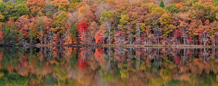 Autumn;Biophilic;Botanical;Branches;Brown;Calm;Concepts;Cool Colors;Cool Palette;Cool Tones;Fall;Fall Creek Falls State Resort Park;Forest;Forested;Gold;Green;Greens;Healing;Health care;Healthcare;Leaf;Leaves;Mirror;Oneness;Panoramic;Pastoral;Plant;State Park;Sunlight;Sunshine;Tan;Tennessee;Timber;Timberland;Tree;United States;Water;Waterscape;Wood;Woodland;Woods;Yellow;bark;biophilic design;biophilic interior design;color;foliage;lake;landscape;limbs;peaceful;plants;reflection;reflections;restful;serene;soothing;sunlit;tranquil;tree;tree limbs;trees;trunk;zen