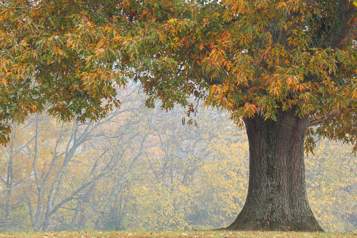 Autumn;Biophilic;Blossom;Blossoms;Botanical;Branches;Brown;Calm;Concepts;Cool Colors;Cool Palette;Cool Tones;Fall;Floweret;Flowering;Flowers;Flowers & Plants;Fog;Gold;Green;Greens;Healing;Health care;Healthcare;Henry Horton;Henry Horton State Park;Leaf;Leaves;Mist;Nature;Oak;Obscured;Oneness;Pastoral;Plant;State Park;Sunlight;Sunshine;Tennessee;Tree;United States;Yellow;bark;biophilic design;biophilic interior design;bloom;color;flora;floral;flower;foggy;foliage;haze;landscape;limbs;mist;misty;peaceful;plants;restful;serene;soothing;sunlit;tranquil;tree;tree limbs;trees;trunk;zen