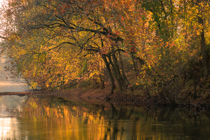 Autumn;Biophilic;Break of Day;Brown;Calm;Concepts;Cool Colors;Cool Palette;Cool Tones;Fall;Fallen;Fallen Leaves;First Light;Forest;Forested;Gold;Green;Greens;Healing;Health care;Healthcare;Henry Horton;Henry Horton State Park;Leaf;Leaves;Mirror;Nature;Oneness;Pastoral;River;State Park;Sun-up;Sunlight;Sunshine;Tan;Tennessee;Timber;Timberland;United States;Water;Waterscape;Wood;Woodland;Woods;Yellow;biophilic design;biophilic interior design;color;dawn;daybreak;foliage;landscape;morn;morning;peaceful;plants;reflection;reflections;restful;serene;soothing;sunlit;sunrise;sunup;tranquil;trees;zen