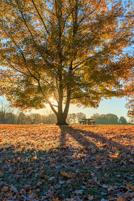Autumn;Biophilic;Blue;Botanical;Branches;Brown;Calm;Concepts;Cool Colors;Cool Palette;Cool Tones;Fall;Fallen;Fallen Leaves;God Rays;Gold;Green;Greens;Healing;Health care;Healthcare;Leaf;Leaves;Nature;Oneness;Pastoral;Plant;Sun rays;Sun-up;Sunlight;Sunshine;Tan;Tree;Wabi Sabi;Woodland;Yellow;bark;biophilic design;biophilic interior design;color;dawn;daybreak;foliage;landscape;leaves;limbs;morn;morning;peaceful;plants;restful;serene;soothing;sunlit;sunrise;sunup;tranquil;tree;tree limbs;tree trunk;trees;trunk;zen