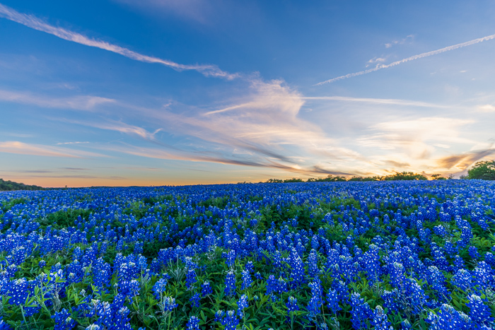 Biophilic;Blossom;Blossoms;Blue;Calm;Concepts;Cool Colors;Cool Palette;Cool Tones;Floral;Floweret;Flowering;Flowers;Flowers & Plants;Green;Greens;Healing;Health care;Healthcare;Looking up;Lupinus texensis;Nature;Oneness;Pastoral;Pink;Seasons;Springtime;Sunset;Texas;Texas Bluebonnet;United States;Yellow;bloom;color;field;flora;floral;flower;landscape;peaceful;plants;restful;serene;sky;soothing;spring;tranquil
