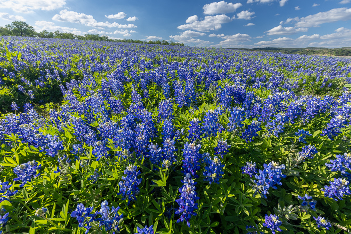 Biophilic;Bloom;Blossom;Blossoms;Blue;Calm;Close-up;Cloud;Cloud Formation;Concepts;Cool Colors;Cool Palette;Cool Tones;Flora;Floral;Flower;Floweret;Flowering;Flowers;Flowers & Plants;Green;Greens;Healing;Health care;Healthcare;Looking up;Nature;Oneness;Pastoral;Petal;Seasons;Springtime;Sunlight;Sunshine;Texas;United States;Wildflower;biophilic design;biophilic interior design;bloom;color;field;flora;floral;flower;landscape;peaceful;plants;restful;serene;sky;soothing;spring;sunlit;tranquil;zen