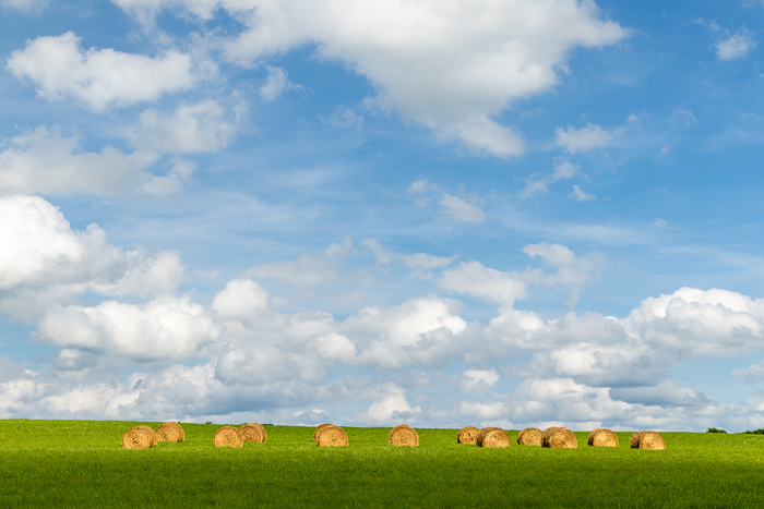 Agricultural;Agriculture;Bale;Biophilic;Blossom;Blossoms;Blue;Brown;Calm;Cloud;Cloud Formation;Clouds;Concepts;Cool Colors;Cool Palette;Cool Tones;Farm;Farming;Fields;Floweret;Flowering;Flowers;Flowers & Plants;Green;Greens;Healing;Health care;Healthcare;Minimalism;Nature;Oneness;Pastoral;Sunlight;Sunshine;bloom;calming;color;field;flora;floral;flower;grass;green;hay;landscape;pasture;peaceful;plants;restful;restorative;serene;sky;soothing;sunlit;tranquil;zen