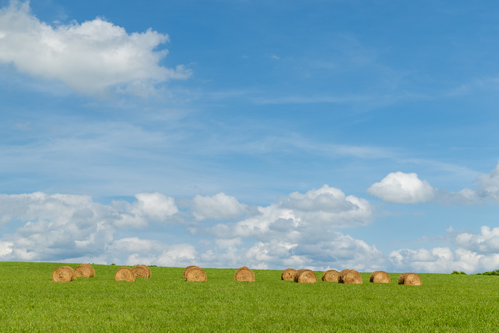 Agricultural;Agriculture;Bale;Biophilic;Blossom;Blossoms;Blue;Brown;Calm;Cloud;Cloud Formation;Clouds;Concepts;Cool Colors;Cool Palette;Cool Tones;Farm;Farming;Fields;Floweret;Flowering;Flowers;Flowers & Plants;Green;Greens;Healing;Health care;Healthcare;Minimalism;Nature;Oneness;Pastoral;Sunlight;Sunshine;bloom;calming;color;field;flora;floral;flower;grass;green;hay;landscape;pasture;peaceful;plants;restful;restorative;serene;sky;soothing;sunlit;tranquil;zen