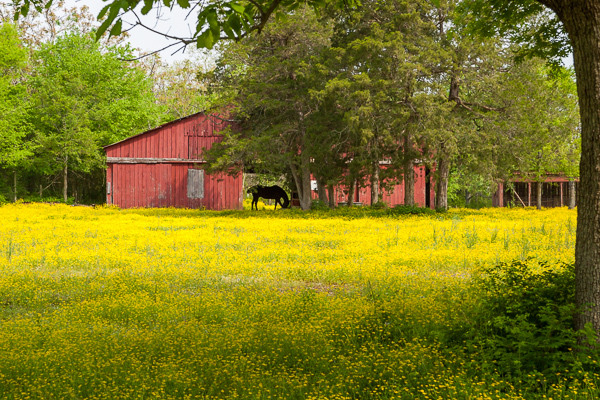 Agricultural;Agriculture;Animals;Architecture;Barn;Blossom;Blossoms;Floweret;Flowering;Flowers;Horse;Mammal;Mammals;Scenic View;Tennessee;United States;bloom;flora;floral;flower;grass
