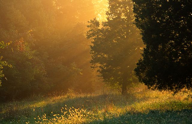 Scenic View;Scenics;Sunlight;Sunrise;Summer;Spring;Oneness;Plants;Trees;Tree;Grass;Leaves;Leaf;Morning;fresh;Forest;Beauty;Beginning;Dew;Fog;Mist;Journey
