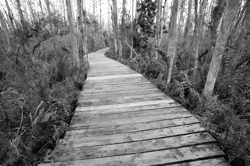 Black and White;Bog;Marsh;Mire;Muskeg;Swamp;Swamps;Boardwalk