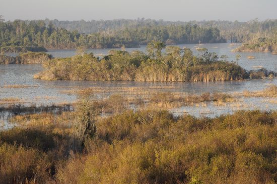 Swamp;Swamps;Bog;Marsh;Muskeg;Mire;Haze;Obscured;Mist;Misty;Foggy;Fog