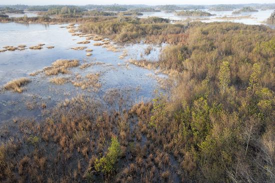Swamp;Swamps;Bog;Marsh;Muskeg;Mire;Haze;Obscured;Mist;Misty;Foggy;Fog;Wood;Woodland;Woods;Timber;Timberland;Forest;Ancient;Rainforest;Nature;Natural;outdoors;Ferns;Roots;Log;Nursery