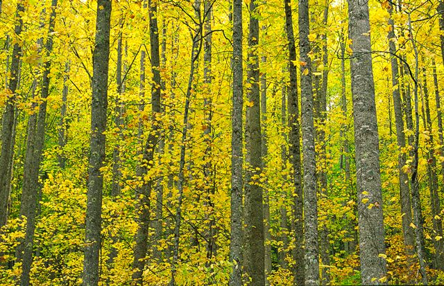 Tree Trunk;Trees;Bush;Shrub;Herbaceous;Woodland;Branch;Branches;Leafy;Bark;Trunk;Plant;Forest;Leaves;Leaf;Plants;Woods;Outdoors;Nature;Natural;Fall Scenes;Autumn