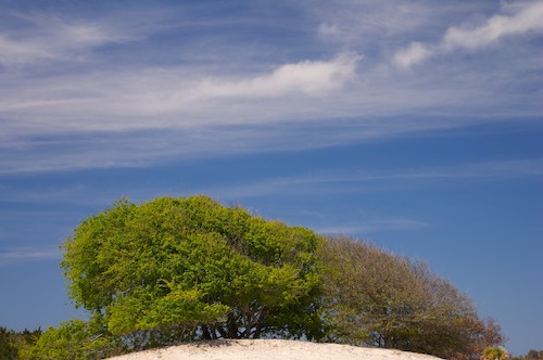 Bark;Beach;Beaches;Blue;Branch;Branches;Drift;Dune;Green;Heap;Herbaceous;Hillock;Mound;Plant;Ridge;Sand;Sand Dune;Shore;Shoreline;Tree;Tree Trunk;Trees;Trunk