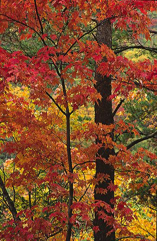 Fall Scenes;Forest;Leaf;Leaves;Nature;Trees;Autumn;Plants;Woods;Bark;Outdoors;Natural;Woodland;Botanical;Vegetation;Foliage;Veins;Compound;Leaflet