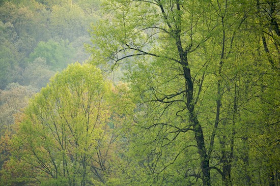 Bark;Branch;Branches;Brown;Foliage;Forest;Green;Herbaceous;Leaf;Leafy;Leaves;Plant;Season;Spring;Timber;Timberland;Tree;Tree Trunk;Trees;Trunk;Vein;Wood;Woodland;Woodlands;Woods
