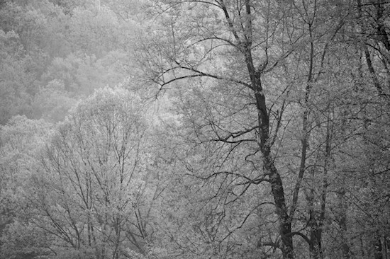 B&W;Bark;black & white;Black and White;Branch;Branches;Brown;Foliage;Forest;Green;Herbaceous;Leaf;Leafy;Leaves;Plant;Season;Spring;Timber;Timberland;Tree;Tree Trunk;Trees;Trunk;Vein;Wood;Woodland;Woodlands;Woods