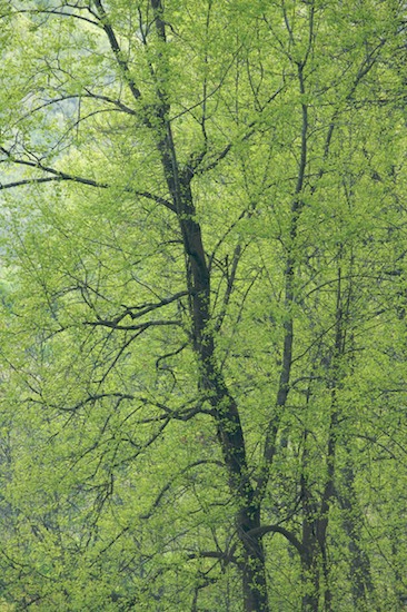 Bark;Branch;Branches;Brown;Foliage;Forest;Green;Herbaceous;Leaf;Leafy;Leaves;Plant;Season;Spring;Timber;Timberland;Tree;Tree Trunk;Trees;Trunk;Vein;Wood;Woodland;Woodlands;Woods