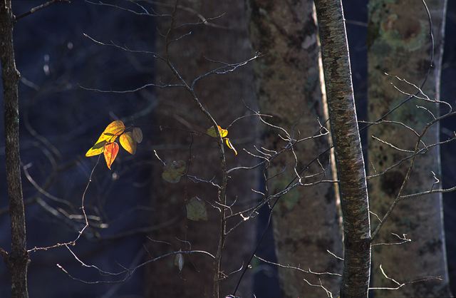 Fall Scenes;Forest;Leaf;Leaves;Nature;Trees;Autumn;Plants;Botanical;Vegetation;Foliage;Veins;Compound;Leaflet;Abstract;Abstractions;Patterns;Shapes;Textures