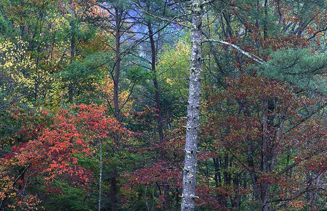 Plants;Botanical;Leaf;Leaves;Vegetation;Foliage;Veins;Compound;Leaflet;Fall Scenes;Forest;Nature;Trees;Autumn