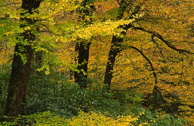 Fall Scenes;Forest;Leaf;Leaves;Nature;Trees;Autumn;Plants;Botanical;Vegetation;Foliage;Veins;Compound;Leaflet