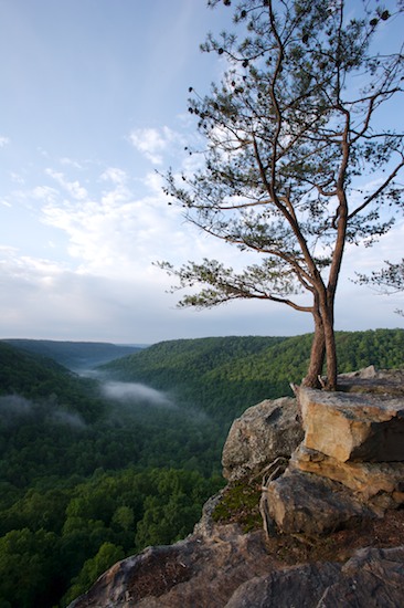 Bark;Boulder;Branch;Branches;Bush;Canyon;Cove;Fog;Foggy;Forest;Geological;Geology;Glen;Gorge;Haze;Herbaceous;Hollow;Leafy;Mist;Misty;Mountain;Mountain Top;Mountainous;Mountains;Obscured;Peak;Pinnacle;Plant;Precipice;Range;Rock;Rock formations;Rocks;Shrub;Stone;Striation;Summit;Timber;Timberland;Tree Trunk;Trees;Trunk;Valley;Wood;Woodland;Woods