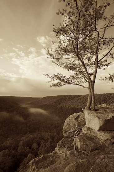 Bark;Boulder;Branch;Branches;Bush;Canyon;Cove;Fog;Foggy;Forest;Geological;Geology;Glen;Gorge;Haze;Herbaceous;Hollow;Leafy;Mist;Misty;Mountain;Mountain Top;Mountainous;Mountains;Obscured;Peak;Pinnacle;Plant;Precipice;Range;Rock;Rock formations;Rocks;Sepia;Shrub;Stone;Striation;Summit;Timber;Timberland;Tree Trunk;Trees;Trunk;Valley;Wood;Woodland;Woods